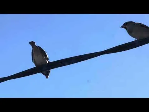 Little Bird official video thumbnail