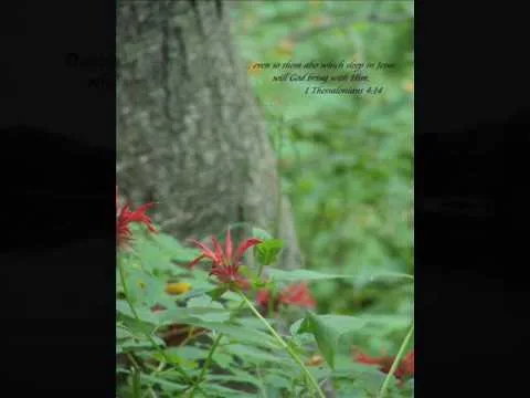 Amazing Love by Bebo Norman video thumbnail