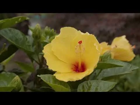 The Lord Is My Treasure by Carroll Roberson video thumbnail
