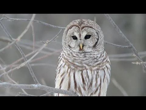 Star of Bethlehem - We Three Kings official video thumbnail