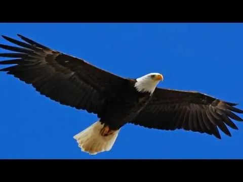 Like a Sparrow by Francesca Battistelli video thumbnail