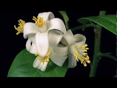 Vous Etes Mon Coure by Gungor video thumbnail