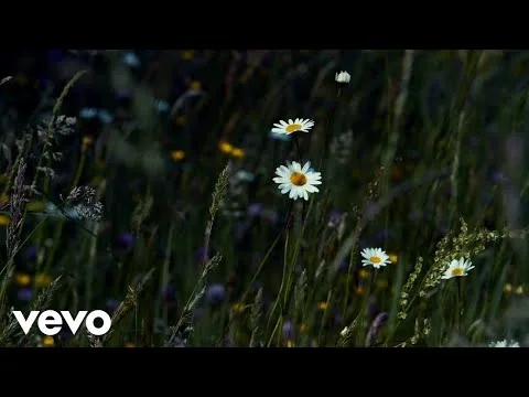 Stay Wild, Wildflower official video thumbnail