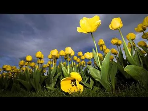 Love Won't Leave You official video thumbnail