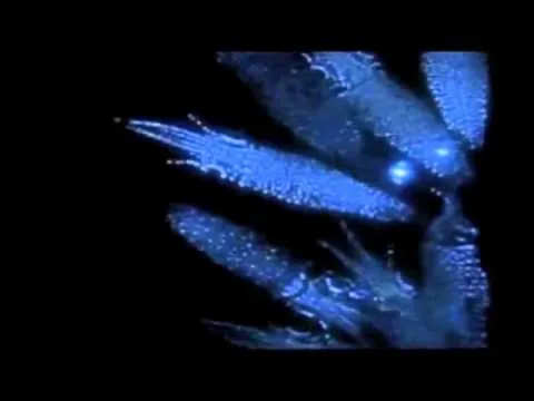 Psalm 150 official video thumbnail