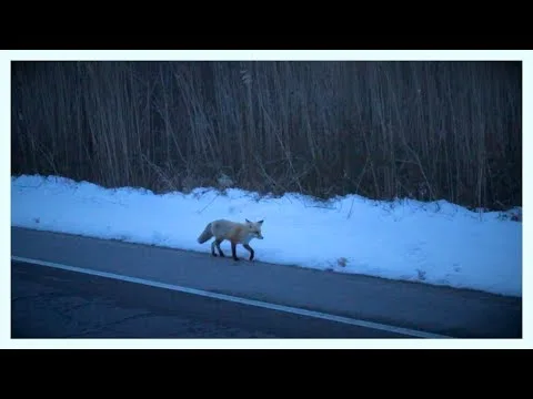 Wasteland official video thumbnail