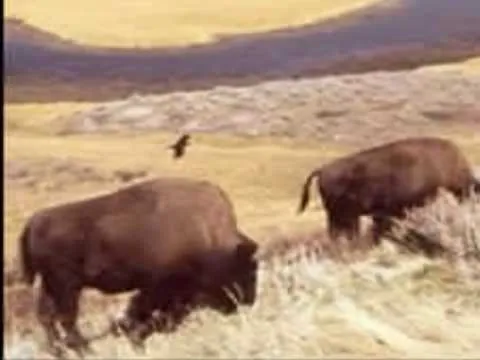 Calling Out Your Name by Rich Mullins video thumbnail