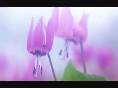 Love by Sara Groves video thumbnail