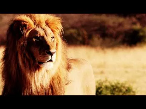 Yesu Azali Awa official video thumbnail